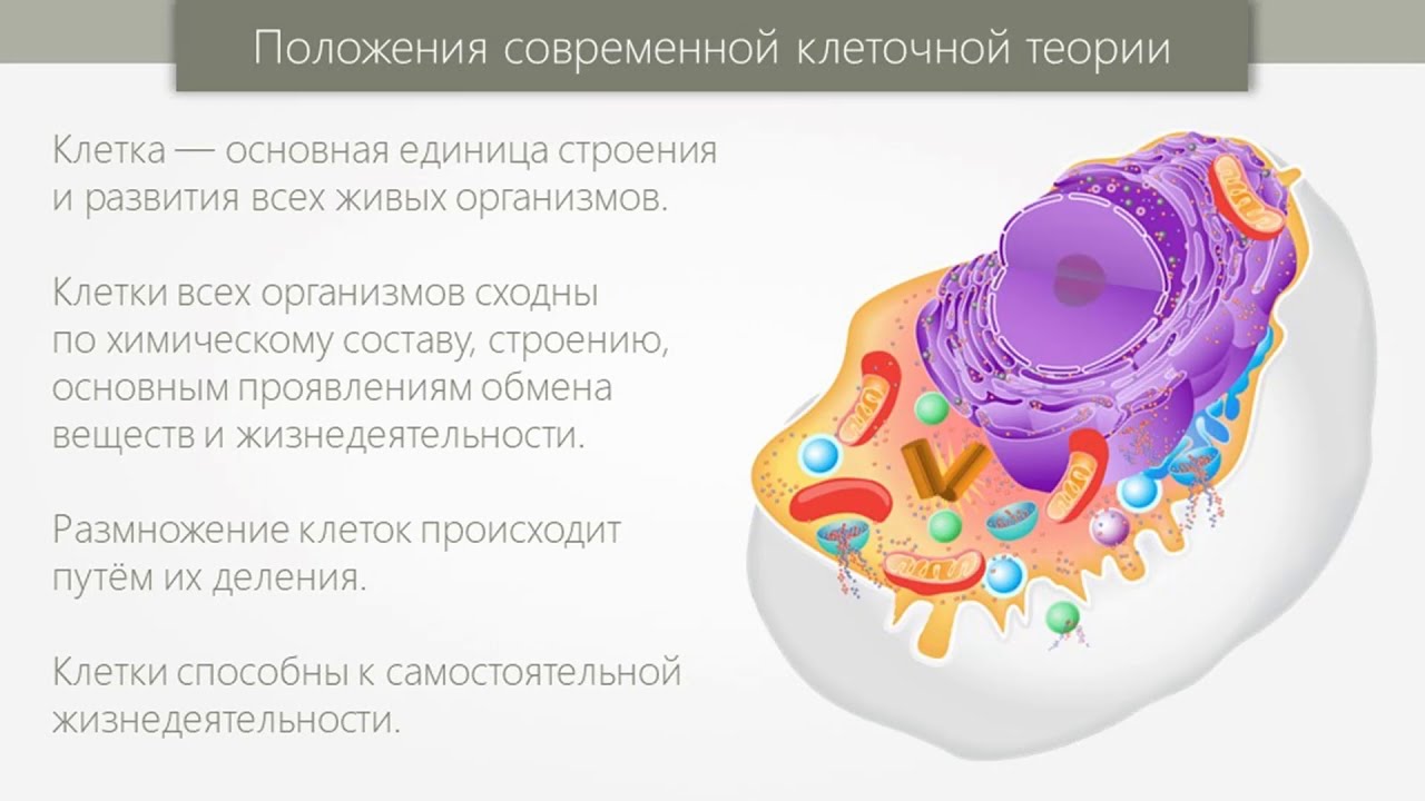 Особенности строения живых клеток