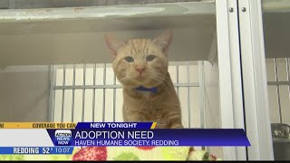 Local Redding shelter to hold $10 adoptions to deal with overcrowding