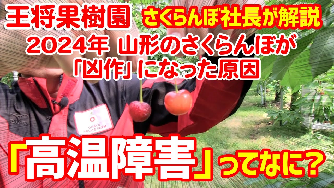 さくらんぼ社長が解説　山形のさくらんぼが凶作になった原因「高温障害」ってなに？