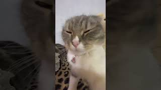 Sniper Sniper Wify Wify cat Versioncat comedy cute trending snapsizzel