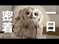 【密着】フクロウと過ごすリアルな一日【フクロウのいる暮らし】