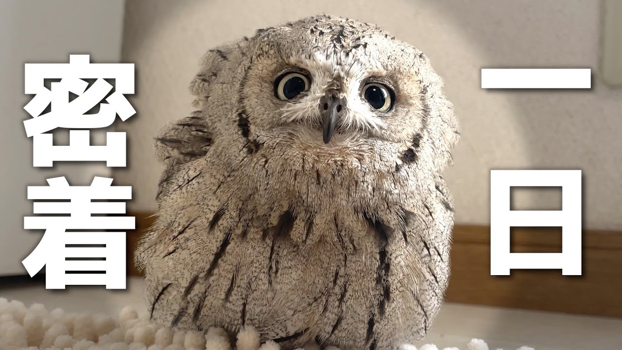 密着】フクロウと過ごすリアルな一日【フクロウのいる暮らし】 - YouTube