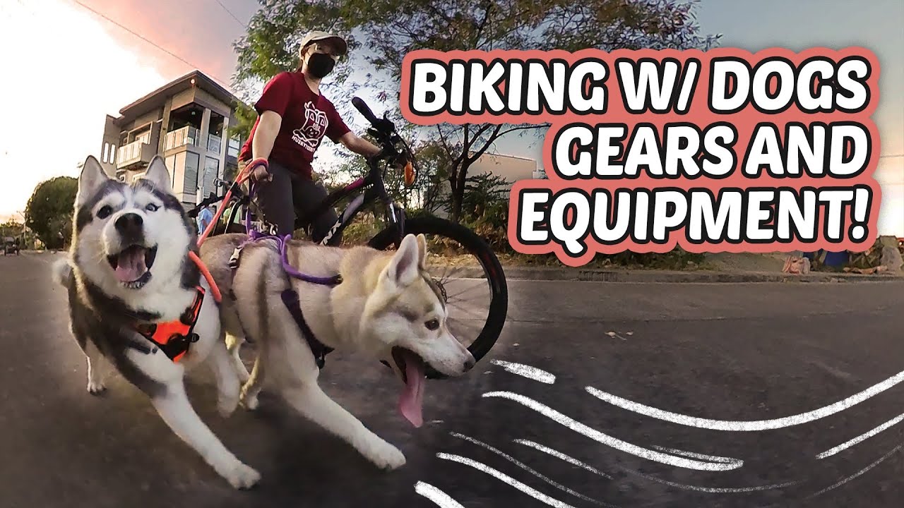 BIKING WITH DOGS | Anong mga kailangan?