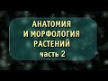 Биология. Анатомия и морфология растений. Часть 2. Побеги. Почка