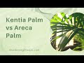 Kentia Palm vs Areca Palm 1 - YouTube