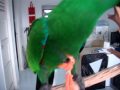 Eclectus parrot TalkingFlyingN Somersauit