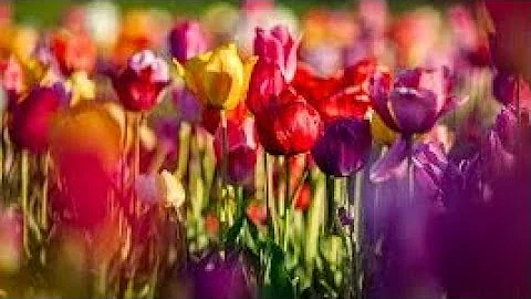 Wie giftig sind Tulpen?