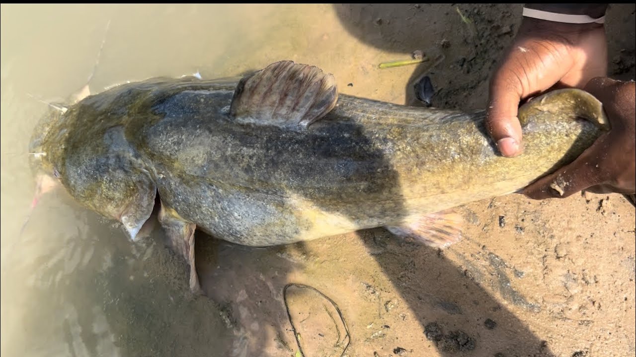 I was BASS FISHING and this happened! (Houston, TX)