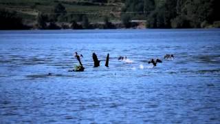 Paseos no catamarán de Castrelo de Miño