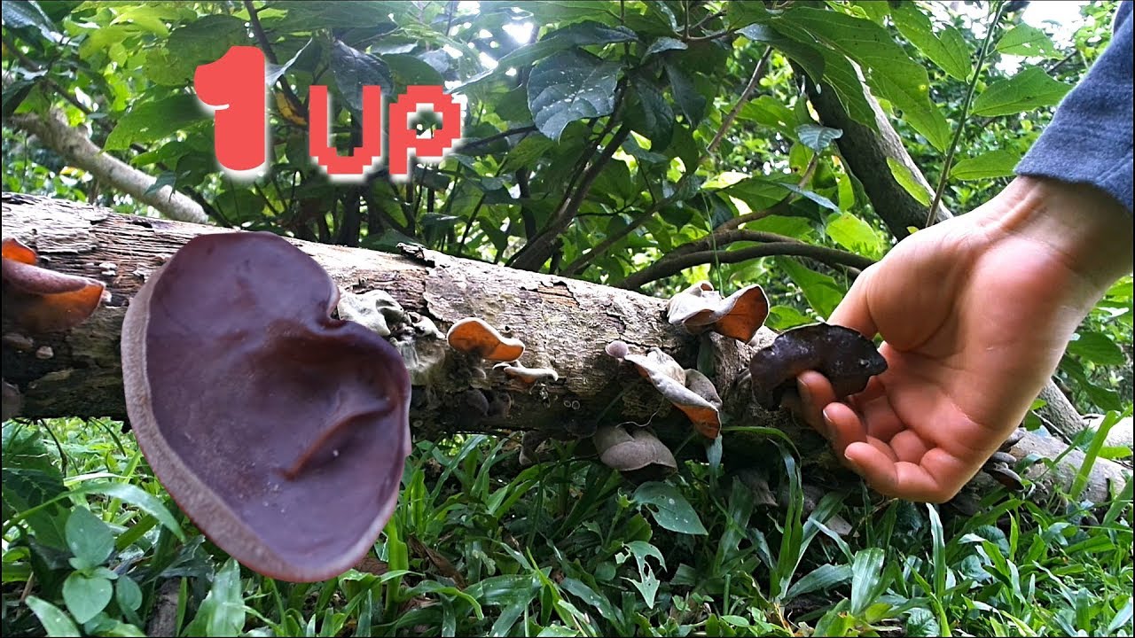 Discovering Rare Wood Ear Mushroom and Tree Jellyfish YouTube