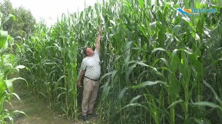 4-метровая кукуруза выросла на полях СП «Газовик-Сипаково»