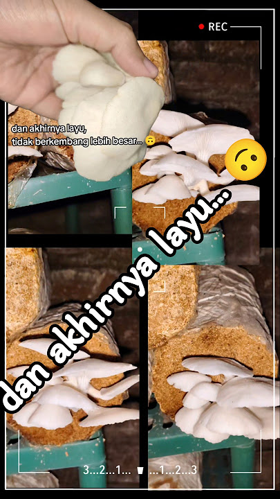 dan akhirnya layu #mushroom #jamurtiram #food #malang #batumalangseru #indonesia