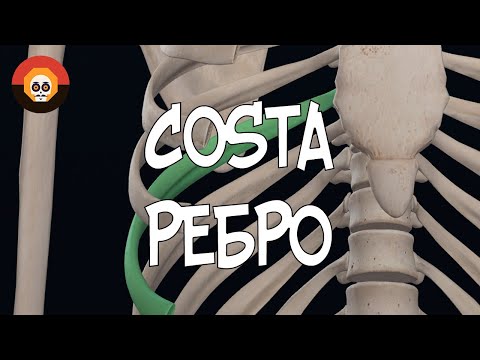 Ребро (Costa) 3D Анатомия