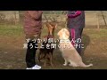 犬のしつけ感想（アリサワ）