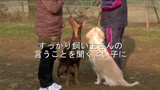 犬のしつけ感想（アリサワ）