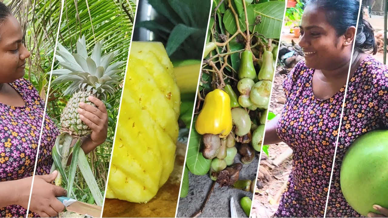 එන්න මාත් එක්ක වත්ත පහලට යන්න - Home Vlog - VeggieMaster