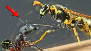 AWESOME MEETING between an ANT and a WASP  YOU WON'T BELIEVE WHAT HAPPENED!