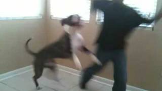Amstaff Attacks Young Boy