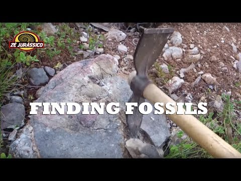 Finding Fossils