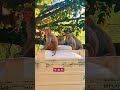 Monkeys Jumping & Chilling on the Water Tank 🐒🌿 #monkeyshorts #shorts #ytshorts