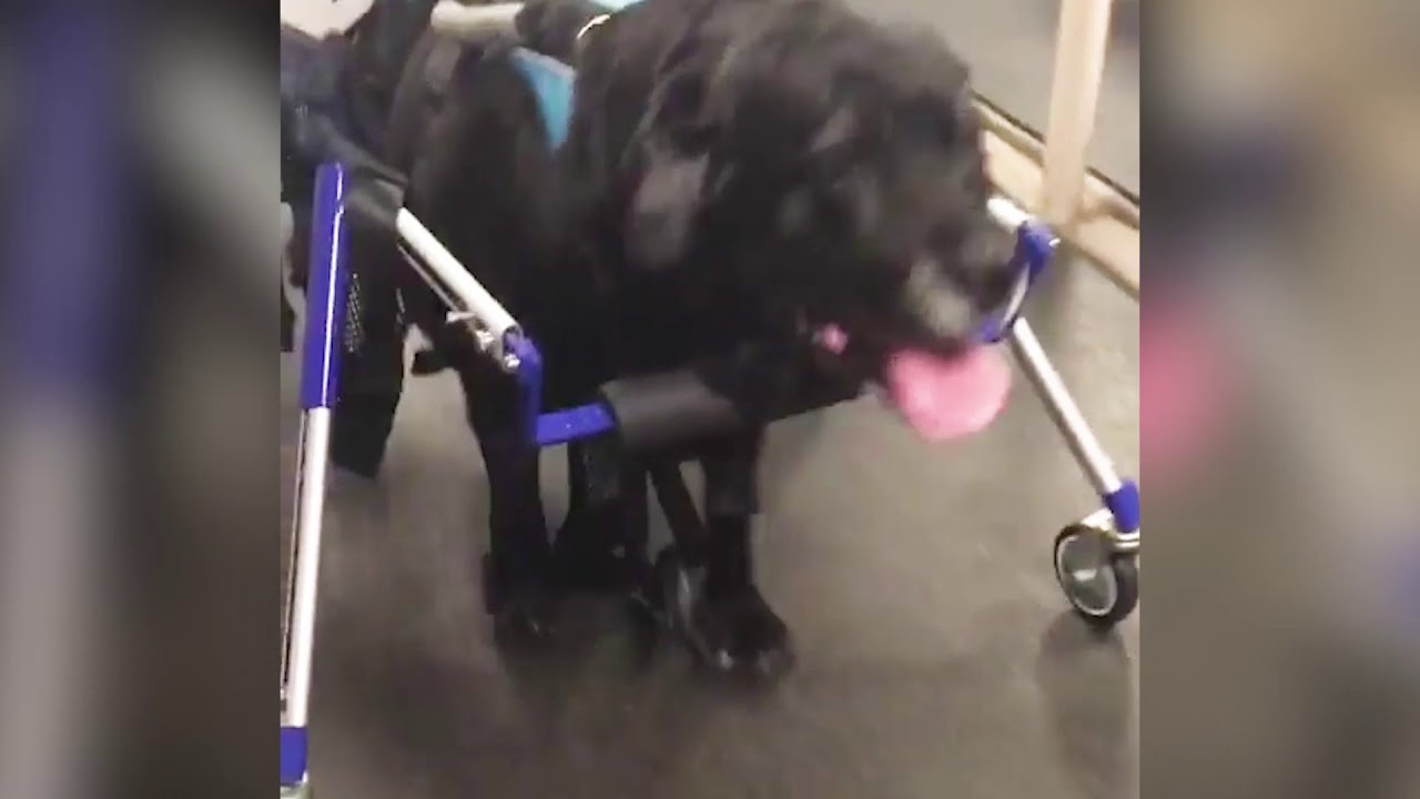 wheelchair sign Siva the Black Lab Runs for First Time!