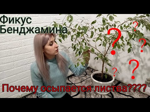 Фикус Бенджамина. Уход. Почему осыпается листва?? Неприхотливый сад