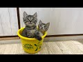 ゼスプリバケツで遊ぶ🥝【農家兄妹＆ゲンハピノン成長日記】Kitten playing with a bucket