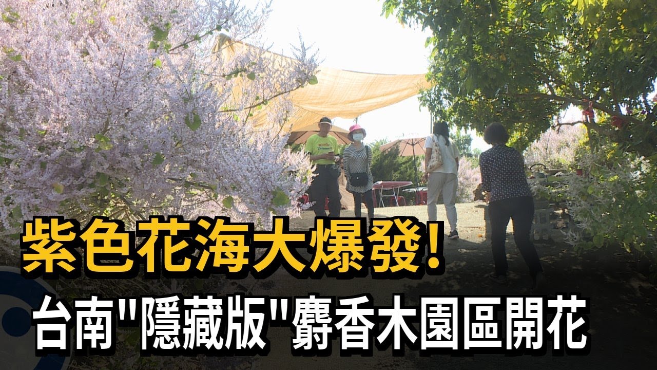 紫色花海大爆發！台南「隱藏版」麝香木園區開花－民視新聞