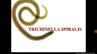 Trichinella milyen féreg)