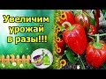 ВСЕГО НЕСКОЛЬКО ТАКИХ ПОДКОРМОК УВЕЛИЧАТ УРОЖАЙ В РАЗЫ! БОРНАЯ КИСЛОТА ДЛЯ ВСЕХ РАСТЕНИЙ!