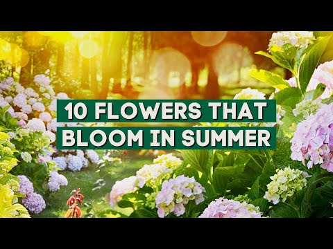Video: De bästa blommorna för hemmet: beskrivning, namn och bilder, de mest opretentiösa arterna, tips från erfarna blomsterodlare
