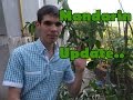 Mandarin nealtoit cu flori. Update