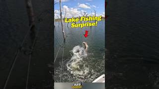 Quiet Lake Turns Crazy  shortsfeed fishing