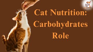 FUELING YOUR CAT'S ENERGY NEEDS AND MORE | How to CARE FOR A KITTEN | #catshorts #cat #cathealth