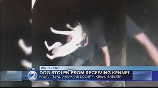 Public’s help sought after dog stolen from Keaau shelter