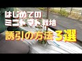 【ミニトマトの育て方】誘引方法3選「家庭菜園初心者向け」