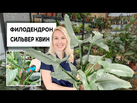 Бейне: Жабық филодендрон 'Xanadu' – Xanadu филодендрон бөлме өсімдігін қалай өсіру керек