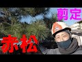 松の剪定(赤松)　鋏仕上げ　の方法を解説！！～Pruning of the pine tree～