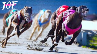 Greyhound Racing: Track Race Competition by JerseyGroovyFilms 13,369 views 3 months ago 3 minutes, 26 seconds