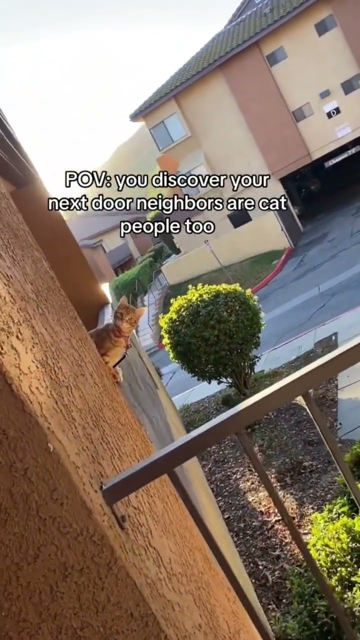 Luhh Kittyo waking and seeing there’s another bro next door