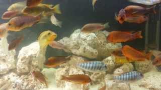 FS: WC Petrochromis Moshi, WC Petrochromis sp. Texas Red Ubwari