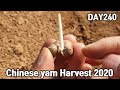 240일 단마키우기(feat. cat)ㅣHow to grow chinese yam from seed(feat. cat)