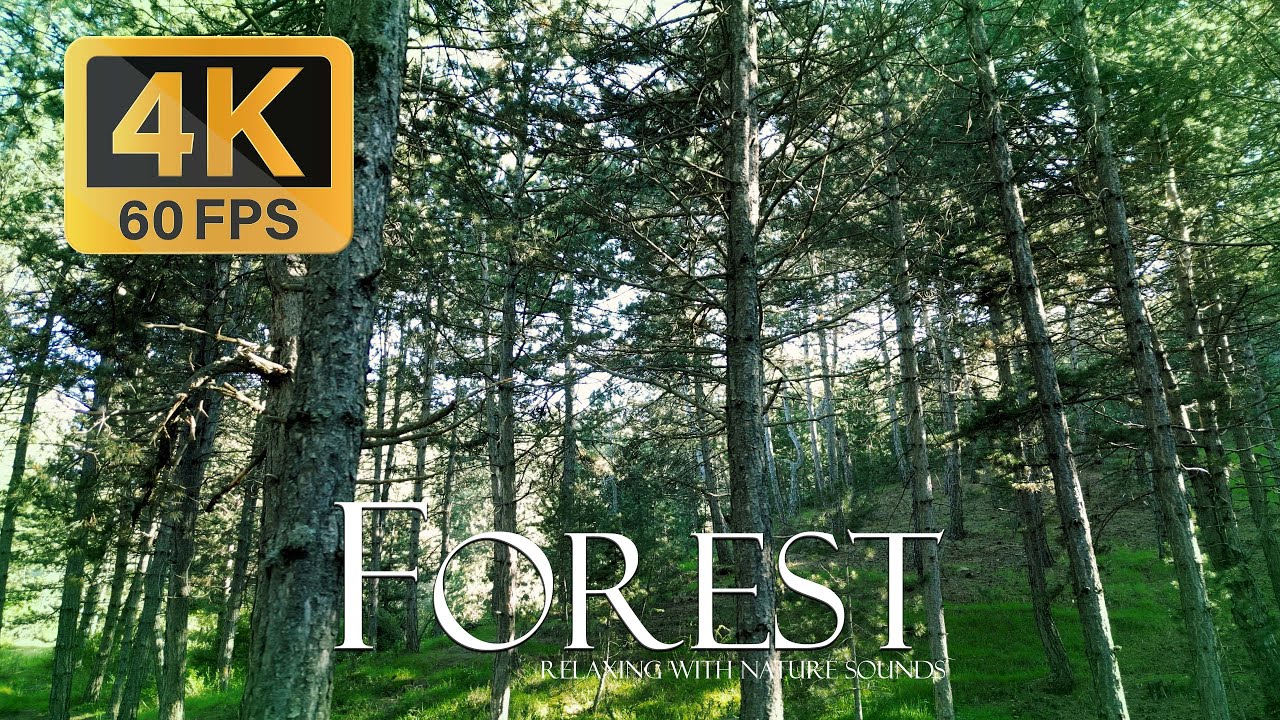 Красивый сосновый лес - Расслабляющие звуки природного леса