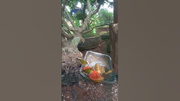 Aviari mini mardi #subscribe #kicaumania #mangkicauoffecial #kicaumanianusantara #birds #burung