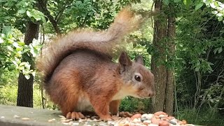 Cute Female Red Squirrel Having a Snack on the Deck | Peaceful Backyard Birds Singing Cute Female Red Squirrel Having a Snack on the Deck | Peaceful Backyard Birds Singing