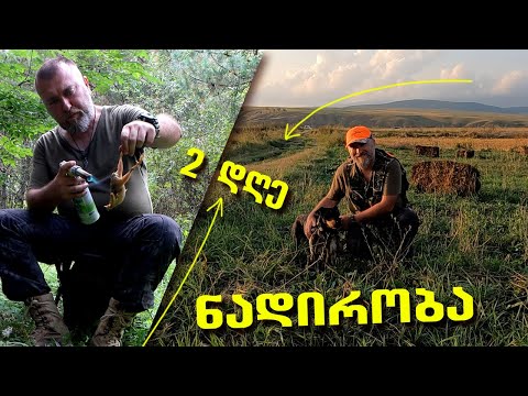 მწყერის მომზადება ბუნებაში / მწყერზე ნადირობა იაგდტერიერით