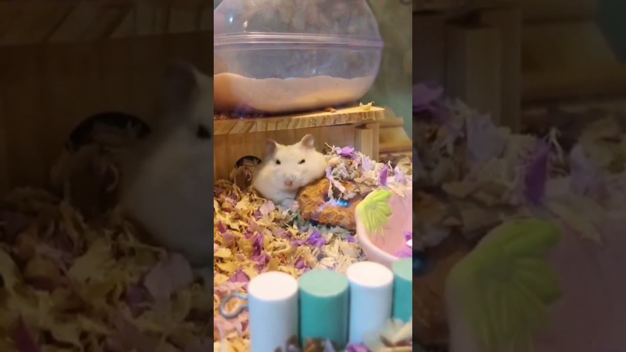 Cute hamster🐹 so cute 
