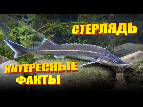 Интересные факты о стерляди