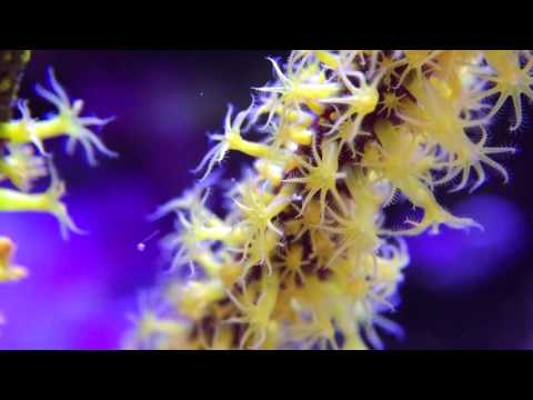 Macro Aquarium