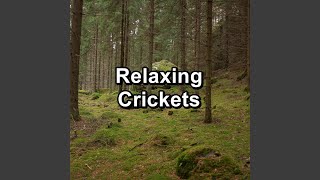 Download Lagu Crickets in a Dream to have a relaxing time Download Lagu Crickets in a Dream to have a relaxing time